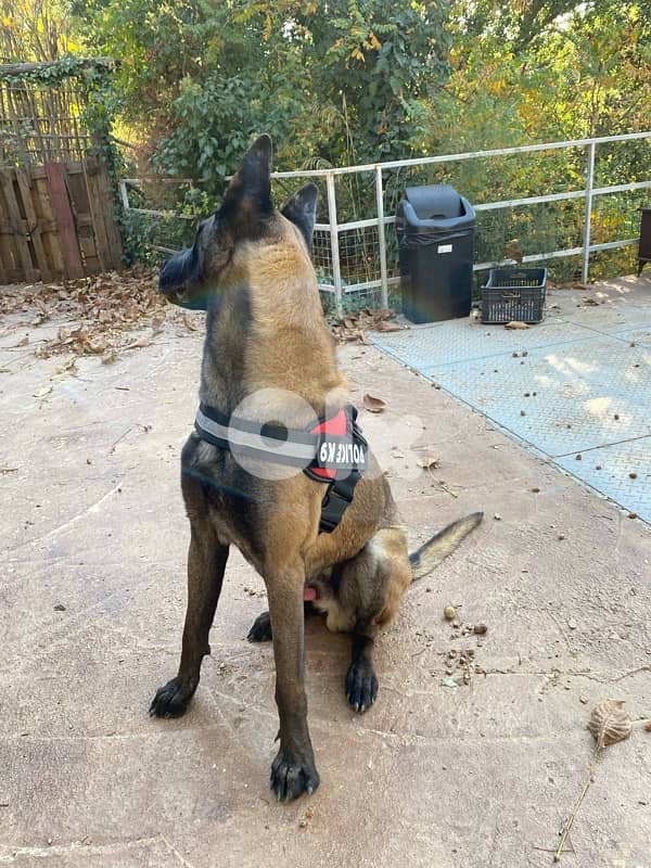 pure male for sale 0