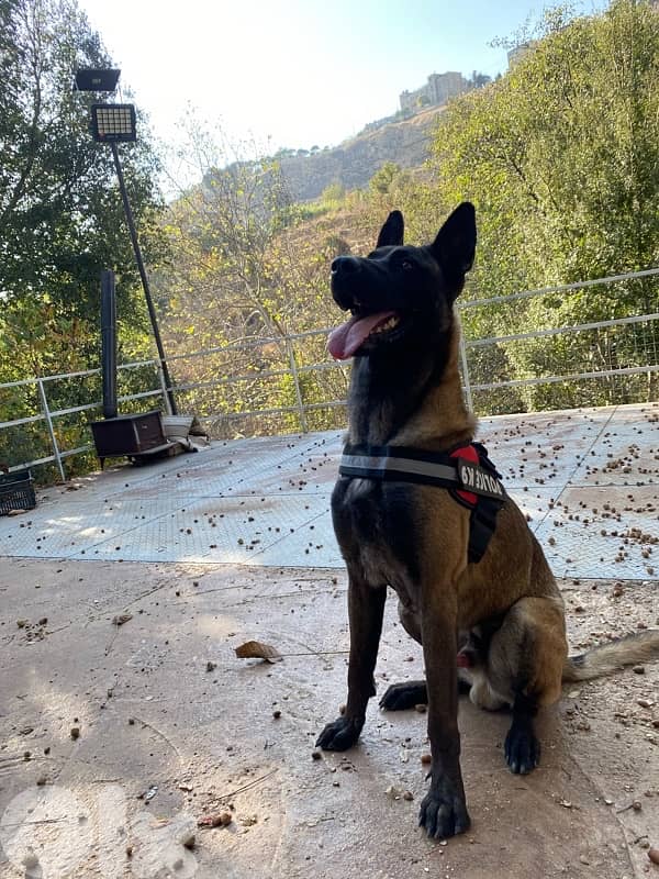 pure male for sale 1