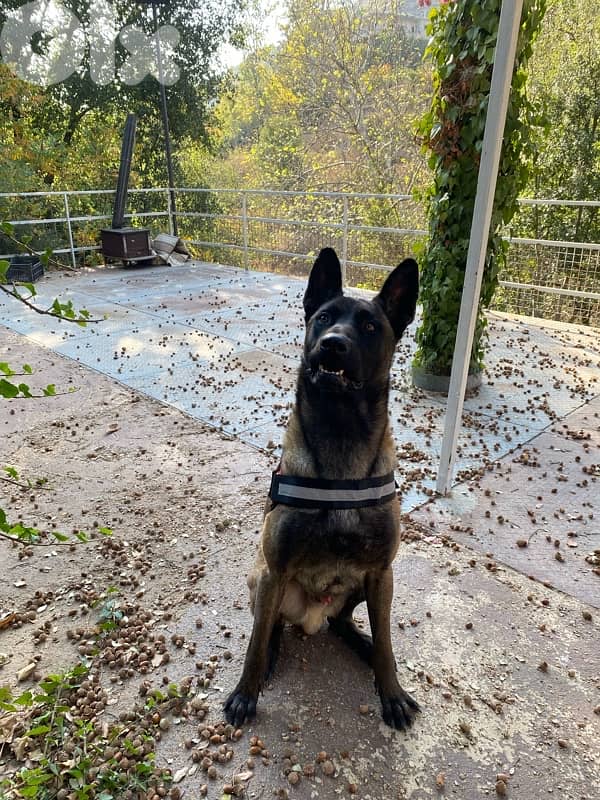 pure male for sale 2