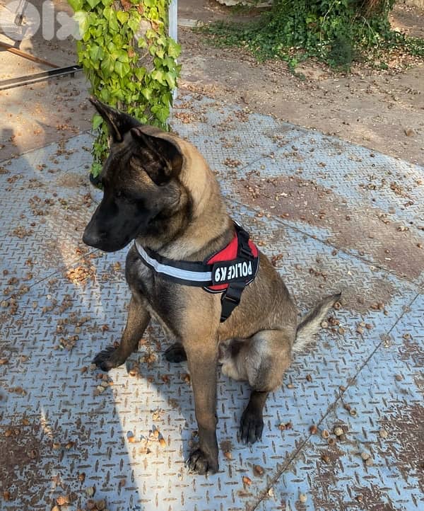 pure male for sale 3