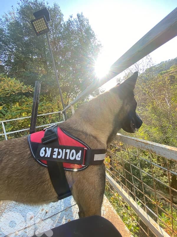 pure male for sale 4