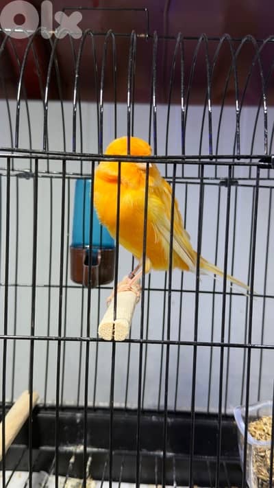 canary yorshire ring 2024 كناري يورك