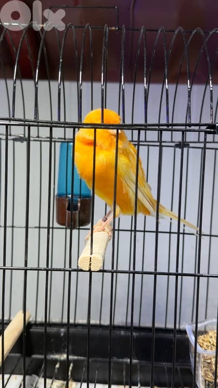 canary yorshire ring 2024 كناري يورك 0