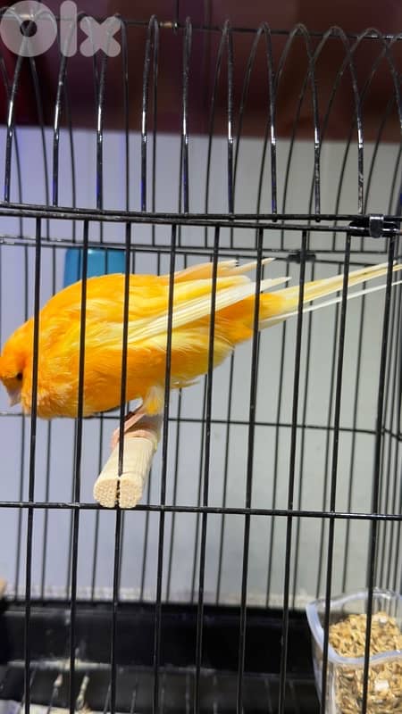 canary yorshire ring 2024 كناري يورك 1