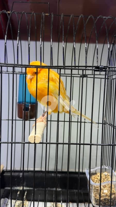 canary yorshire ring 2024 كناري يورك 2