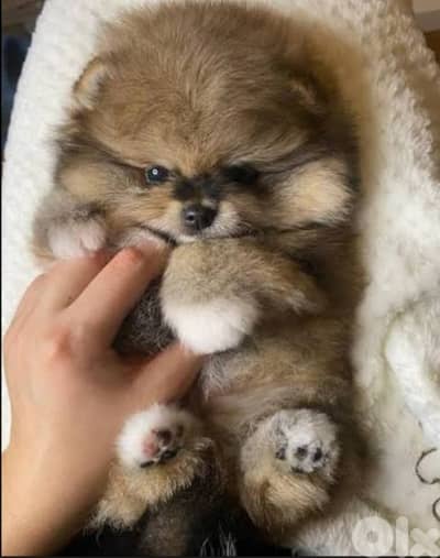 teacup pomeranian puppy