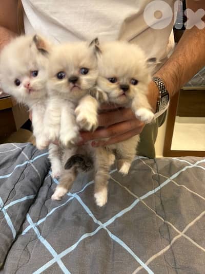 ragdoll male for sale