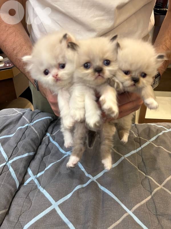 ragdoll male for sale 1
