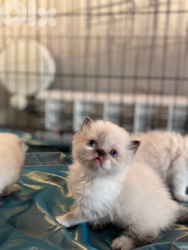 ragdoll male for sale 2