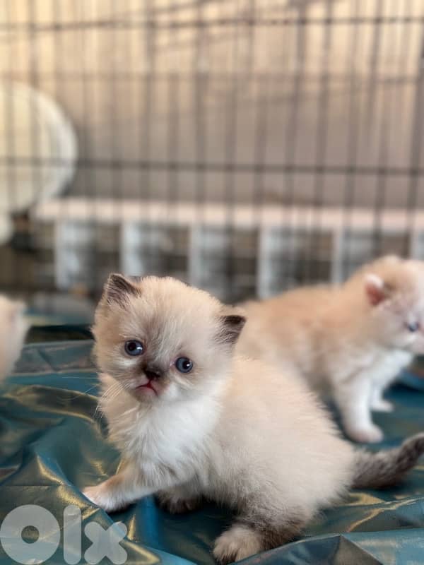 ragdoll male for sale 3