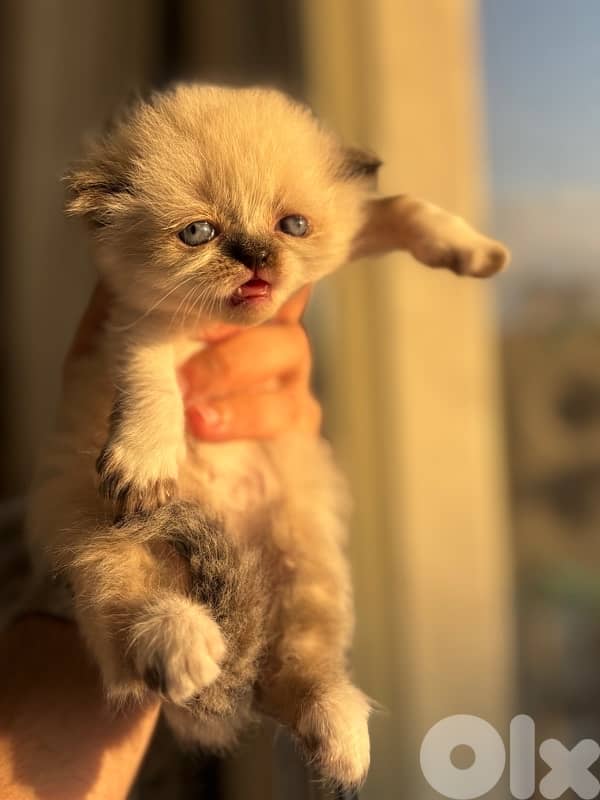 ragdoll male for sale 4