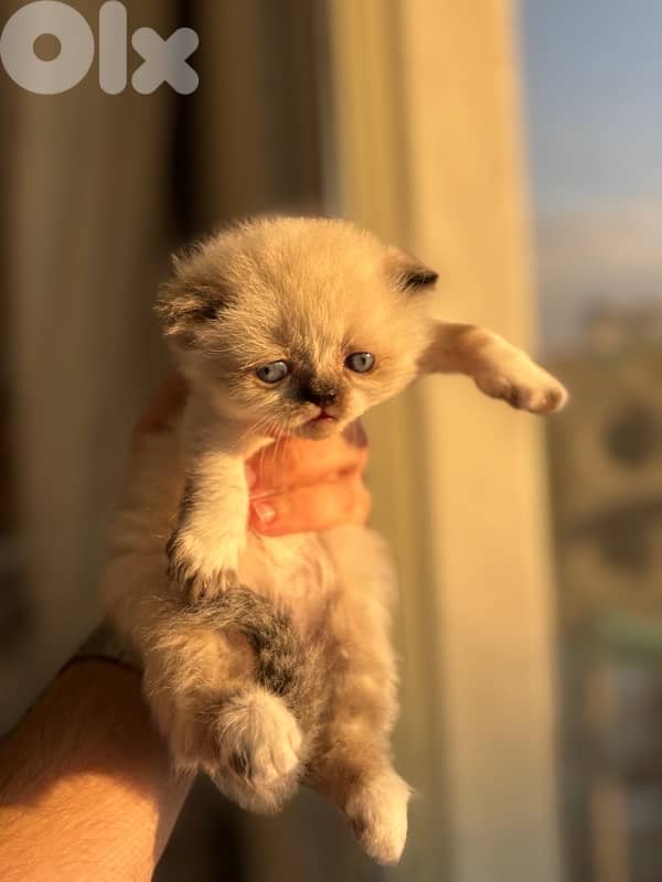 ragdoll male for sale 5