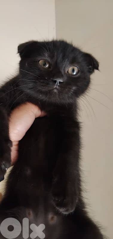 طرابلس الميناء