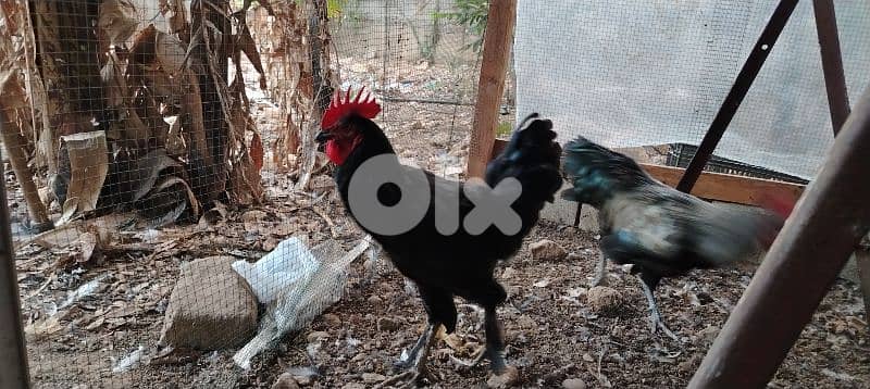 نهر براهيم 0