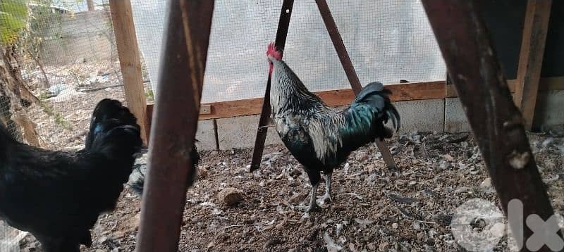 نهر براهيم 1