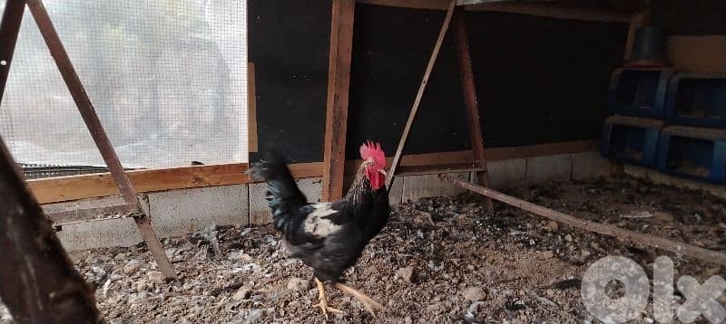 نهر براهيم 2