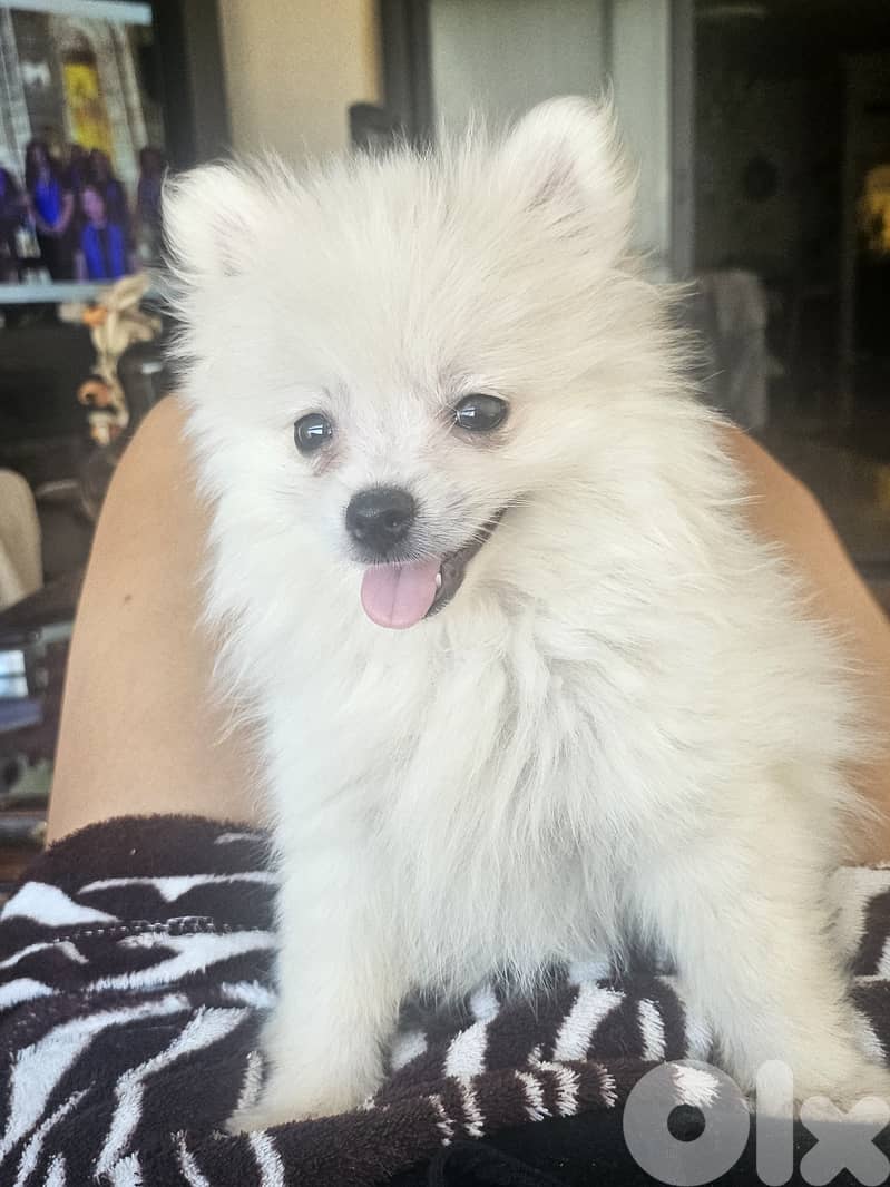white pomeranian 0