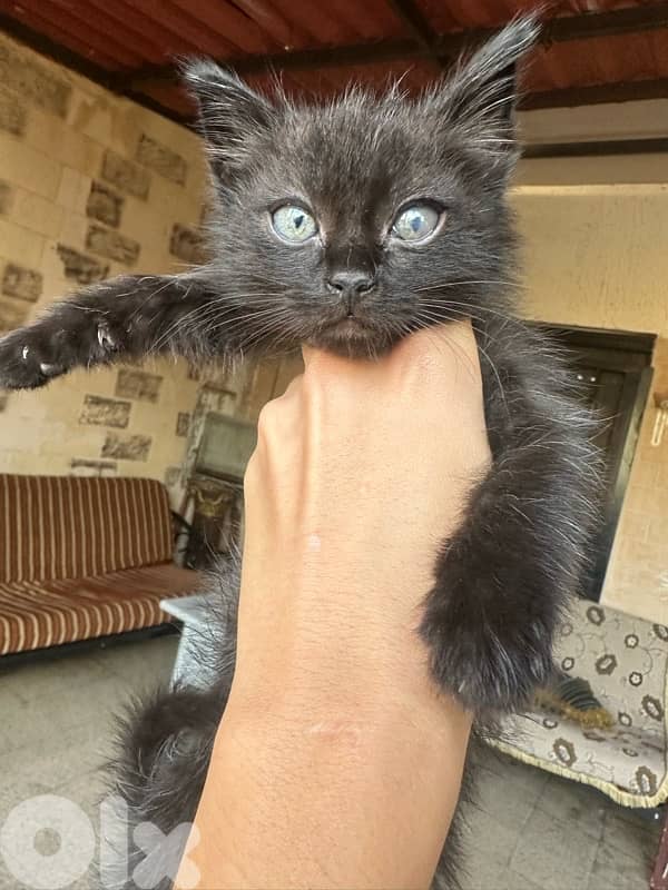 kitten for adoption 1