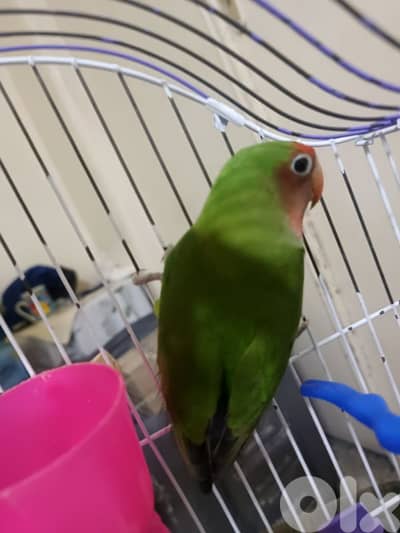 ببغاء روز مميز ب لون مميز للبيع