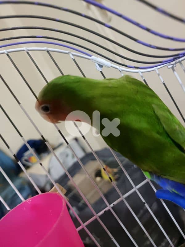 ببغاء روز مميز ب لون مميز للبيع مع القفص 1