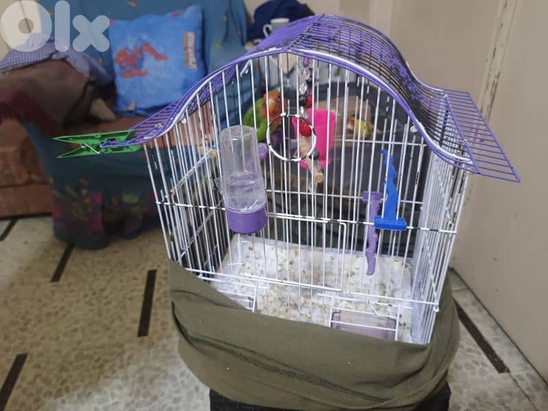 ببغاء روز مميز ب لون مميز للبيع مع القفص 2