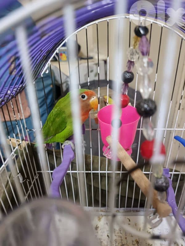 ببغاء روز مميز ب لون مميز للبيع مع القفص 3