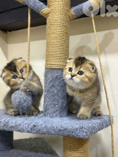 Folded Golden Chinchilla