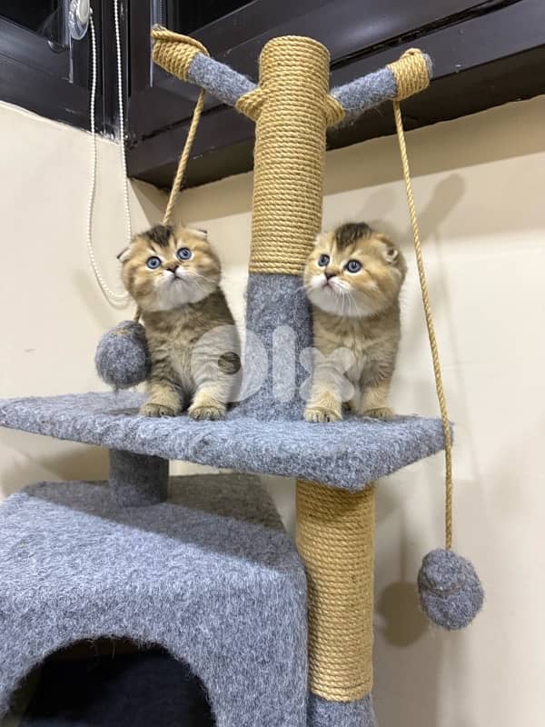 Folded Golden Chinchilla 1