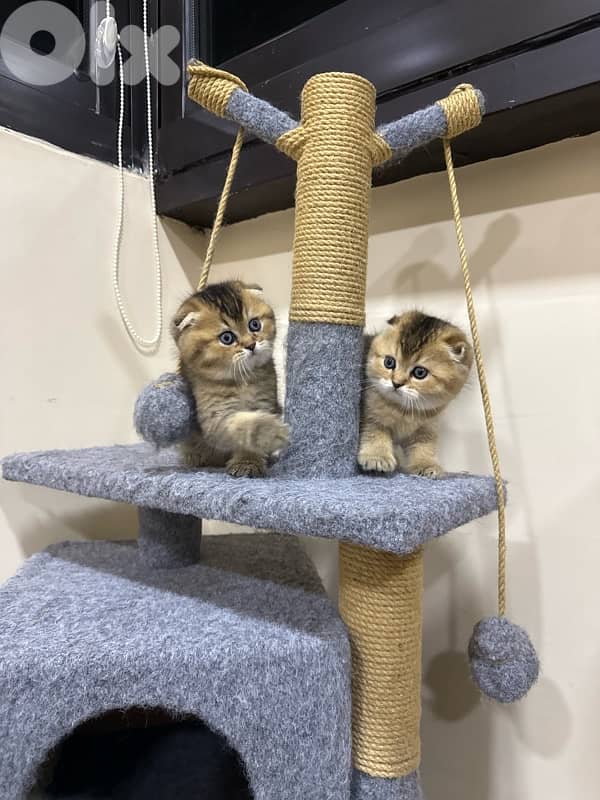 Folded Golden Chinchilla 2