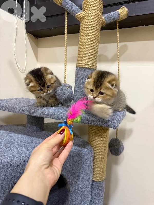 Folded Golden Chinchilla 3