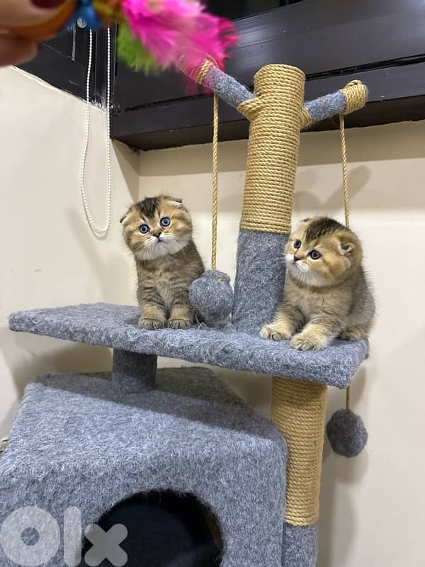 Folded Golden Chinchilla 4