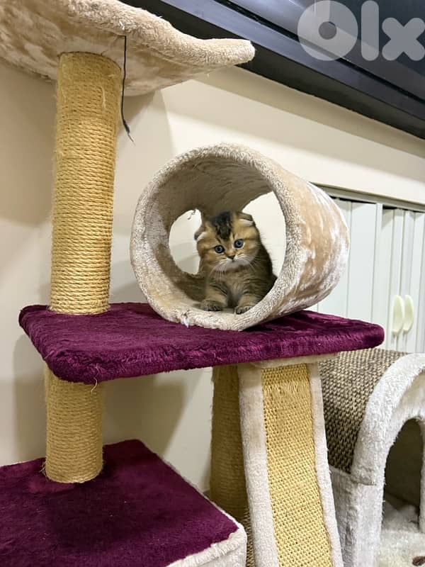 Folded Golden Chinchilla 5