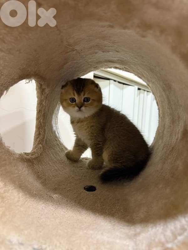 Folded Golden Chinchilla 6