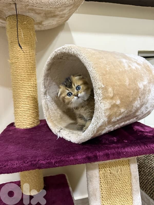 Folded Golden Chinchilla 7