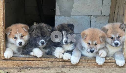 akita puppies