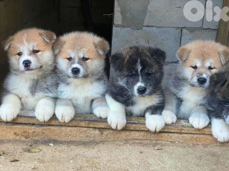 akita puppies 2