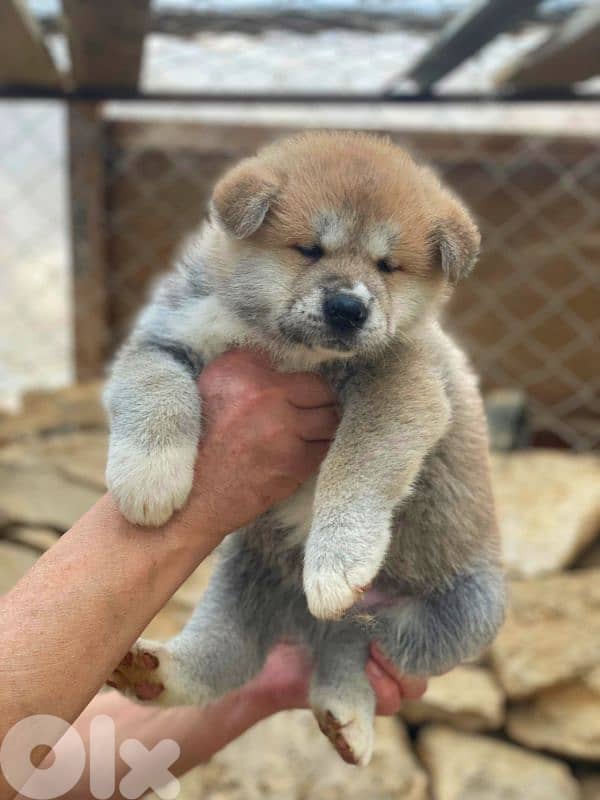 akita puppies 3