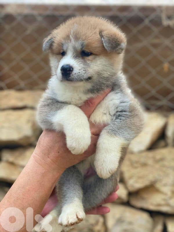akita puppies 4