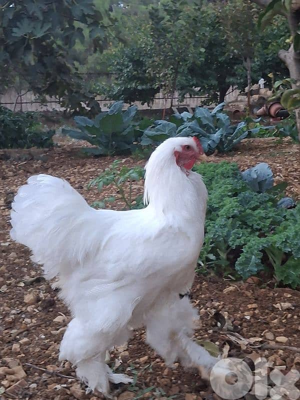 ديوك براهما للبيع 0