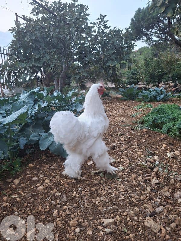 ديوك براهما للبيع 1