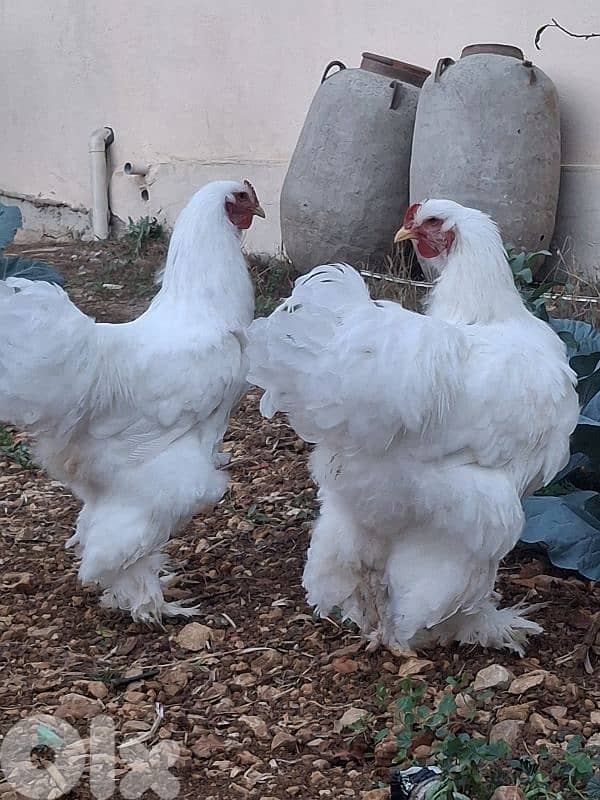 ديوك براهما للبيع 2