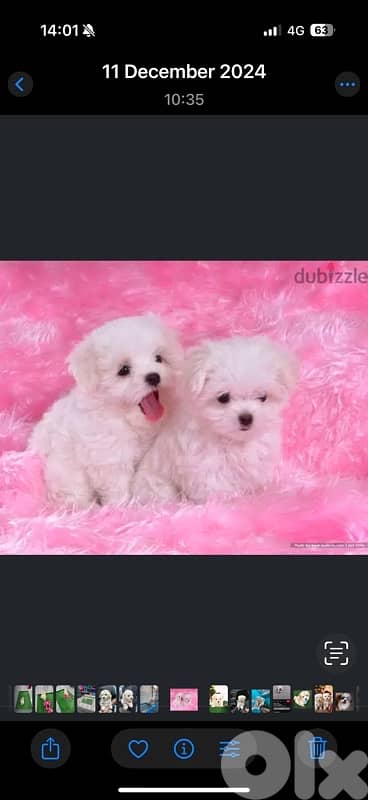 Cute & small mini Bichon puppy available in store & Delivery كلب Dog