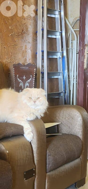 الجية مشروع المنشية 0