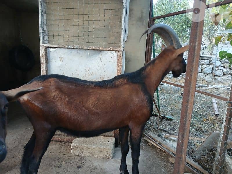 ماعز البين alpine goat 0