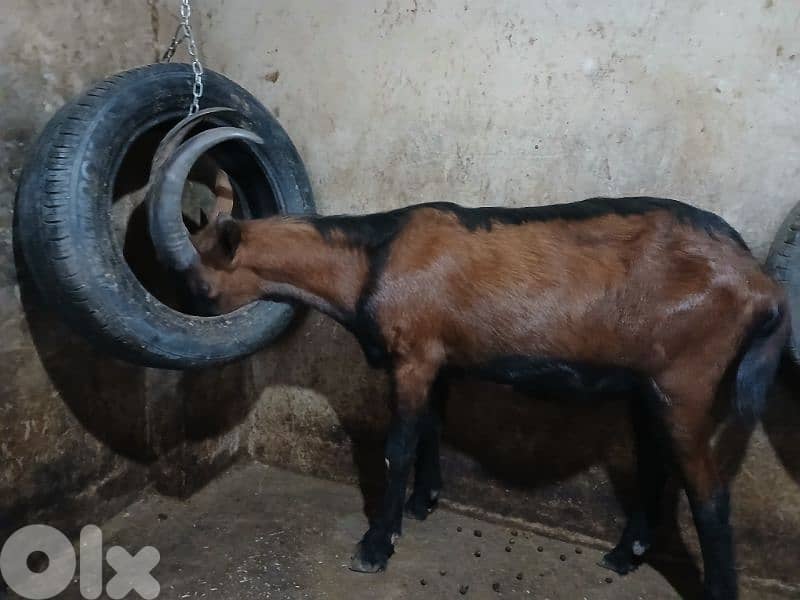 ماعز البين alpine goat 2