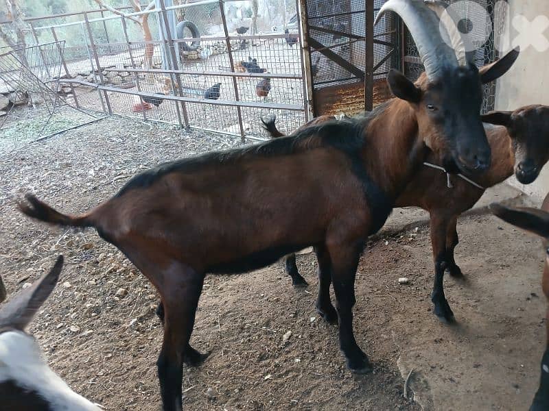 ماعز البين alpine goat 4