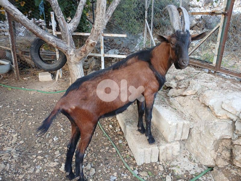 ماعز البين alpine goat 5