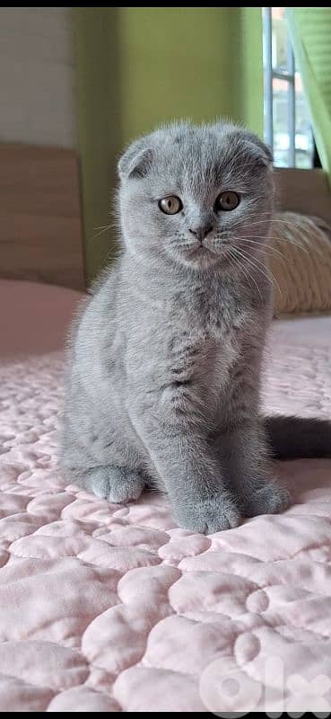 british shorthair scottish fold for sale