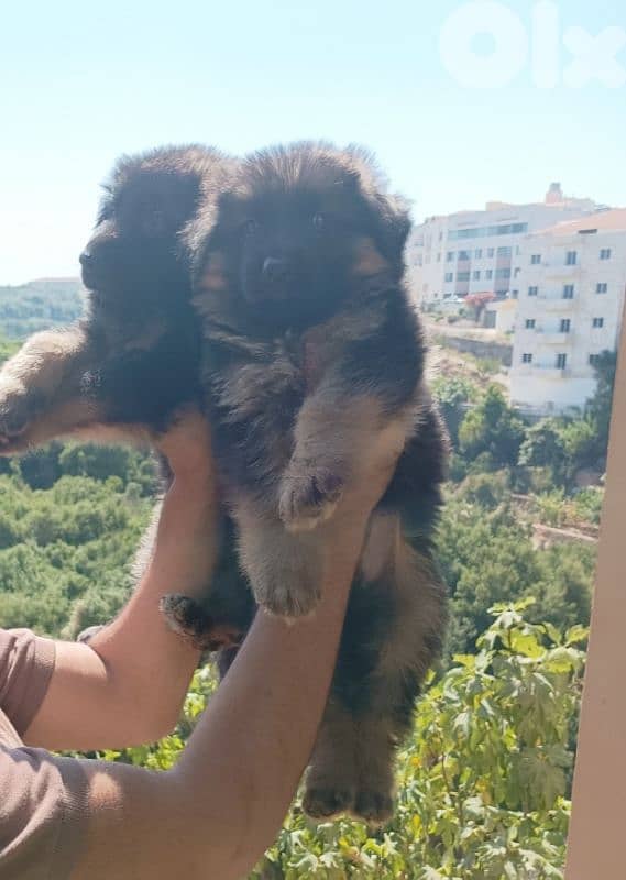 German Shepherd puppies 0