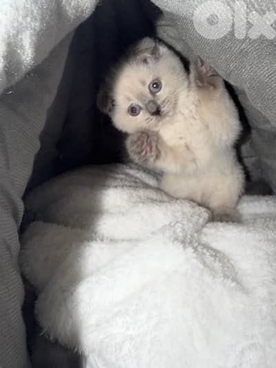 blue point Scottish fold